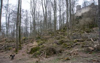 Ein paar Bilder … vom größten Wolfsrudel Westeuropas auf der Kasselburg in der Eifel