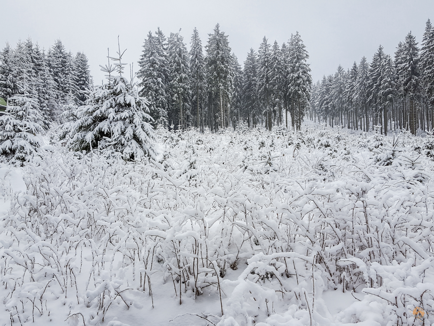 Schnee auf dem Erbeskopf | Nationalpark Hunsrück-Hochwald