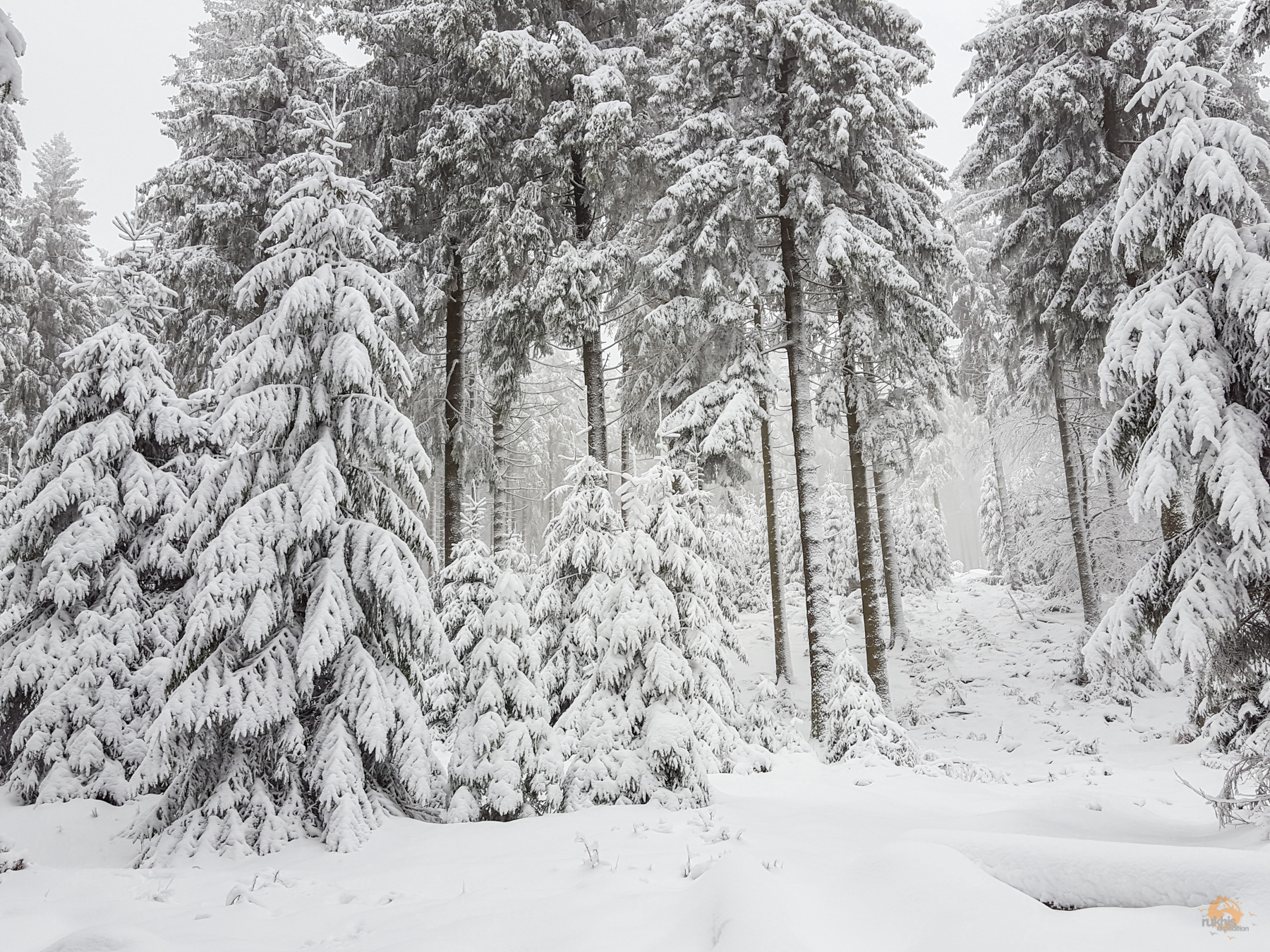 Schnee auf dem Erbeskopf | Nationalpark Hunsrück-Hochwald