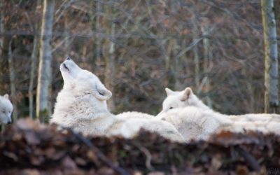 Wer hat Angst vorm saarländischen Wolf? | ein Micro Adventure im Wolfspark Werner Freund in Merzig