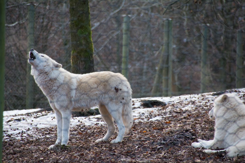 Wolfspark Werner Freund - Merzig - Polarwölfe