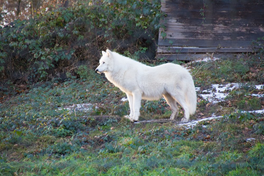 Wolfspark Werner Freund - Polarwölfe