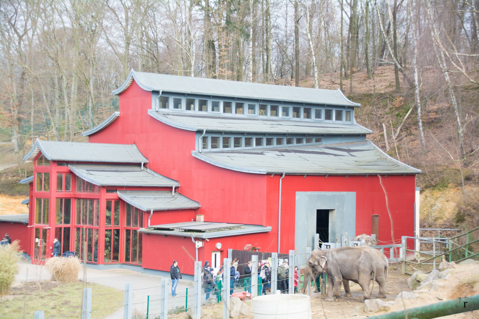 K nnen Waschb ren Eigentlich Fliegen Photo Diary Aus Dem Neunkircher 