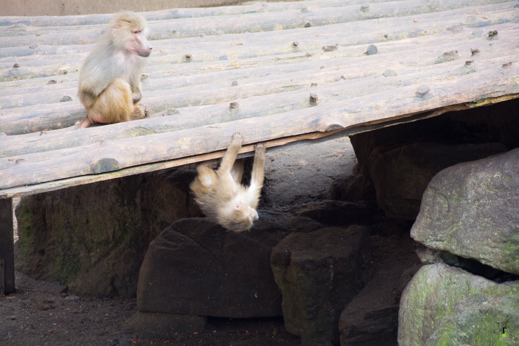 Neunkircher Zoo - Pavian Affen