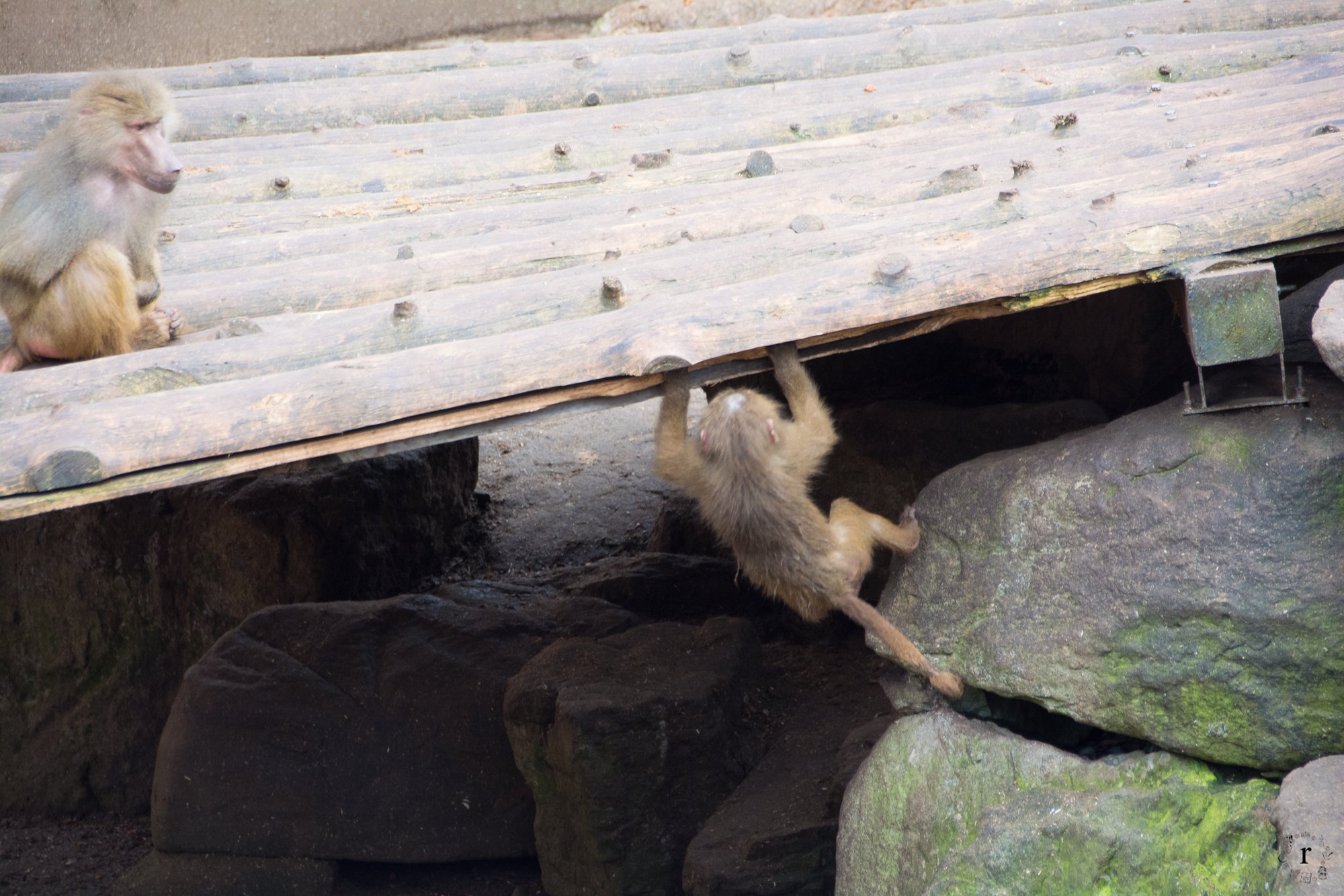 Neunkircher Zoo - Pavian Affen
