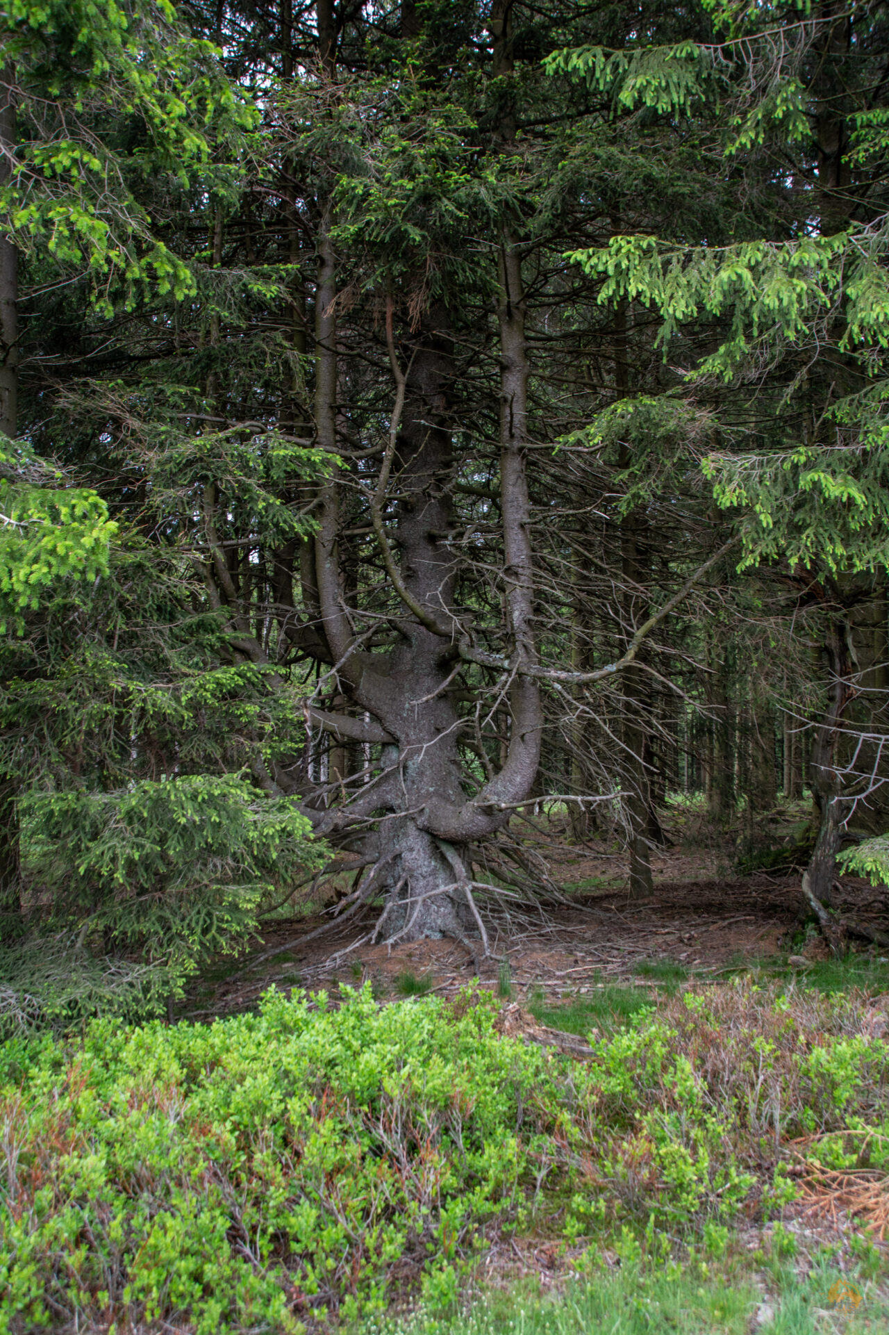 der goldene pfad landschaftstherapie auf der niedersfelder hochheide