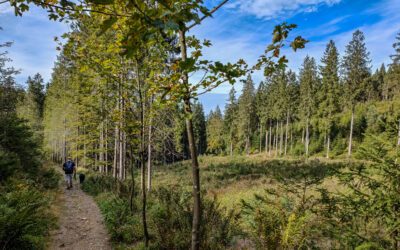 zum kleinen Brückenpfad | Wandern rund um den Ferienpark Landal Winterberg im Sauerland