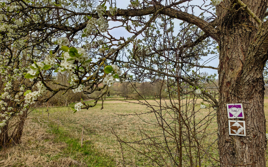 Auf der Suche nach Wasserbüffeln am Kloster Hornbach in der Pfalz